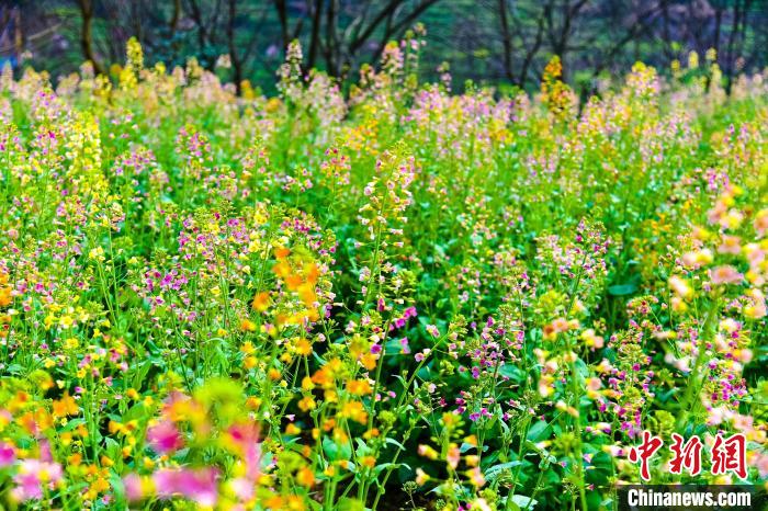 除了传统的金黄色油菜花之外，篁岭景区今年还种植了彩色油菜花，成为春日里的别样风景。　金洁 摄
